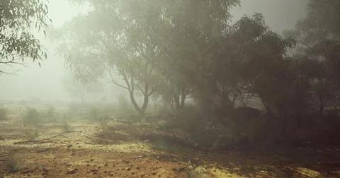 Misty landscape with eucalyptus trees during early morning light Stock Illustration