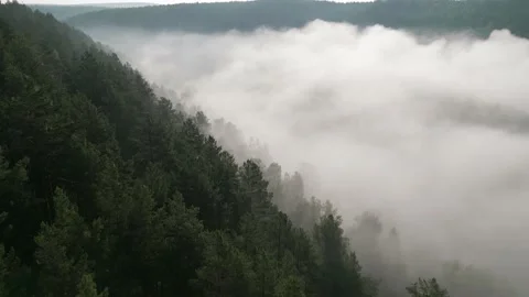 Misty landscape with fir forest in hipster vintage retro style Stock Footage 218101853