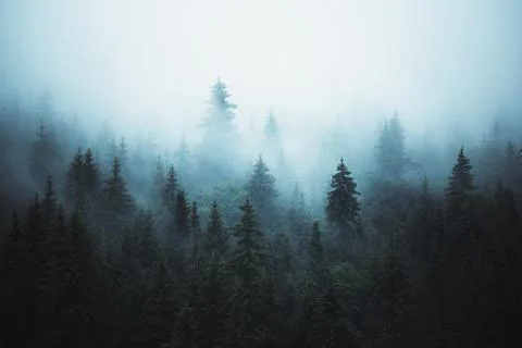 Misty landscape with fir forest Stock Photos
