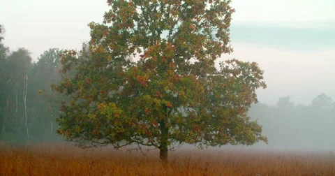 Misty landscape oak tree National Park Netherlands Stock Footage 69054429