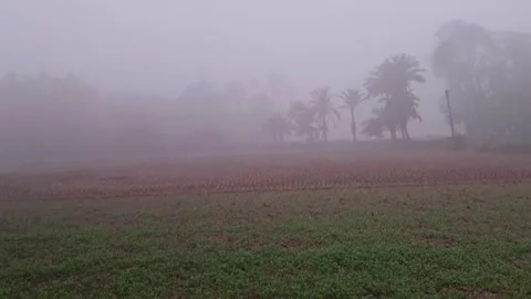 Misty landscape with trees Vídeo Stock 331655807