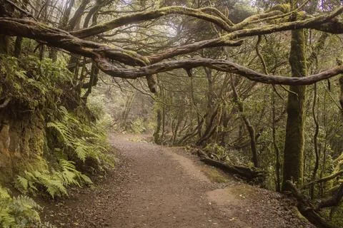 Misty laurel forest path winding through mossy trees Stock Photos