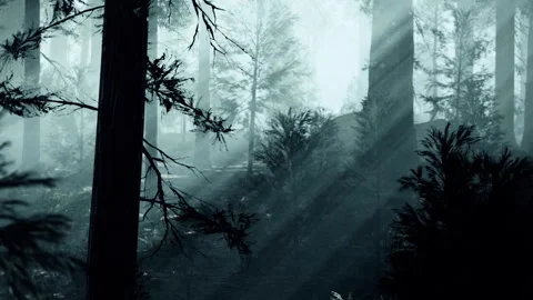 Misty light filters through trees in a forest during early morning hours Stock Footage 340610683