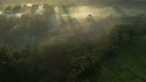 Misty light rays above tropical paradise jungle in Bali, reveal of Stock Footage 166201341