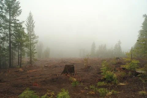 Misty logged forest Stockfoto's