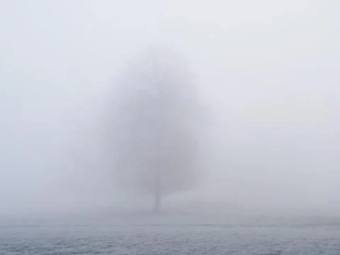 Misty lonely bare tree Stock Photos