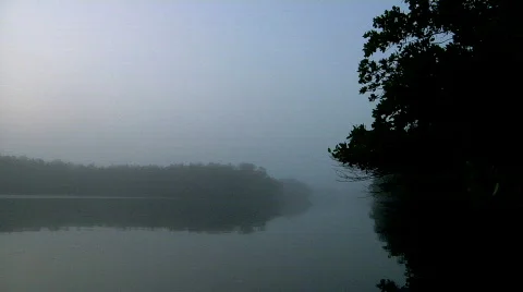 Misty Mangroves Stock Footage 323932