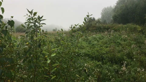 A misty meadow 库存影片 93356364