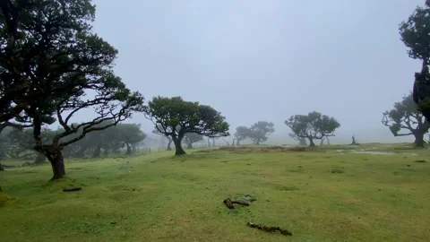 Misty Meadow with Gnarled Trees in Madeira Fanal Forest Video stock 339775700