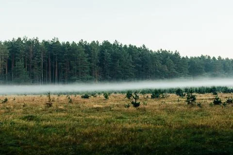 Misty meadow with pine trees Stock Photos