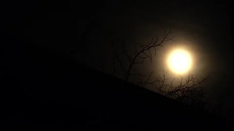 A misty moon peeks through the tree branches Video stock 295510617