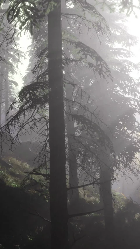 Misty morning in the enchanted forest filled with towering trees Stock Footage 334253953