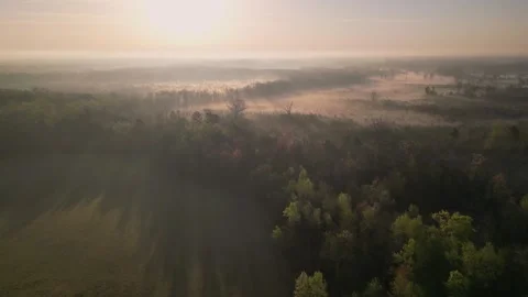 Misty morning in the forest Stock Footage 248112955