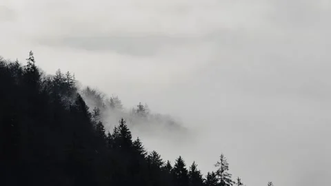 Misty morning forest Stock Footage 312464309