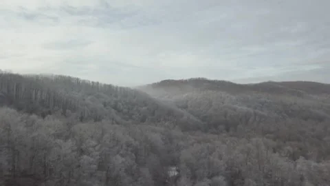 Misty morning forest Video stock 313384686