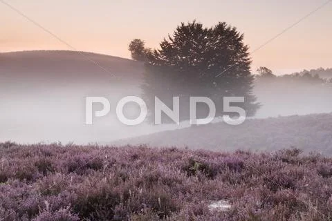 Misty morning on hills with flowering heather Stock Photos