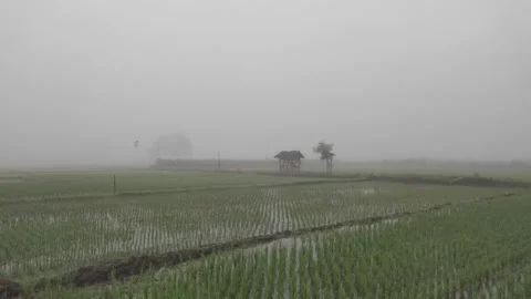 A Misty Morning Landscape in The Rice Fields Vídeo Stock 341446809
