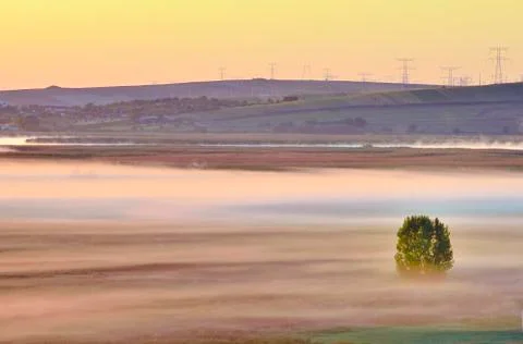 Misty morning with maple tree Stock Photos