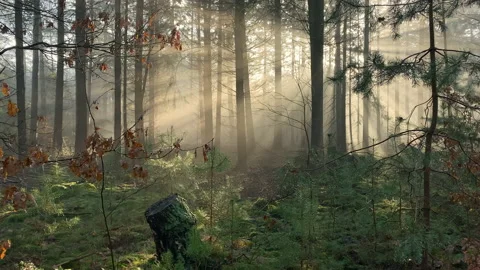 Misty morning in a pine tree forest with nice sunlight beams through the fog Stock Footage 212518697
