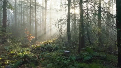 Misty morning in a pine tree forest with nice sunlight beams through the fog Stock Footage 219463365