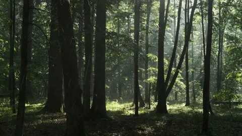 Misty morning rain in forest Stock Footage 138190885