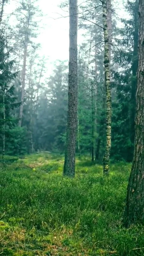 Misty morning sunlight filtering through tall pine trees in a dense forest Stock Footage 337322943