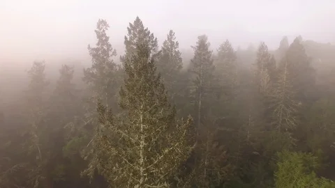 Misty Morning Trees Dancing Stock Footage 88344004