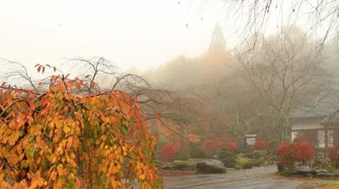 Misty Morning. In the vicinity of a Buddhist temple. Stock Footage 10318205