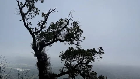 Misty morning view of rolling hills framed by dark silhouetted trees Stock-Footage 346816664