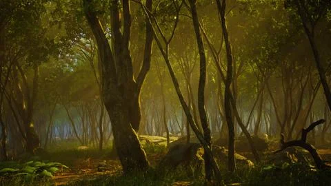 Misty morning in the woods with rays of light in the forest Stock Illustration