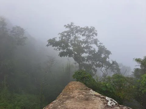 Misty mountain cliff edge with tree in fog. Stock Photos