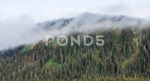 Misty Mountain Covered with Evergreens Stock Photos