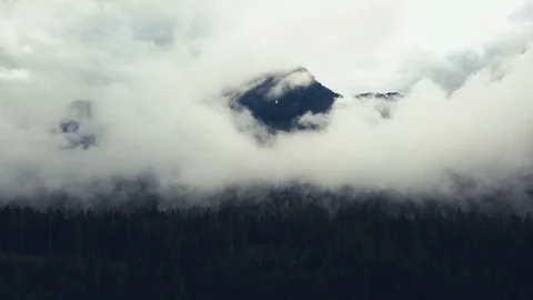 Misty Mountain Evergreens 動画素材 88166486