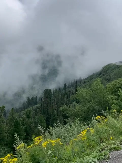 Misty Mountain Forest and Evergreen Pines 库存影片 341317427
