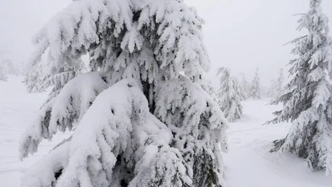 Misty mountain forest Stock-Footage 86116960