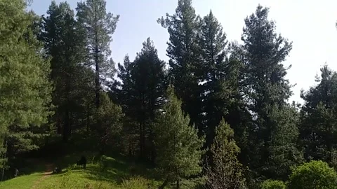 Misty Mountain Forest 動画素材 302790453