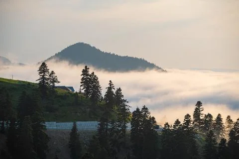 Misty mountain forest landscape with soft clouds and evergreen trees. Adjar.. Stock Photos