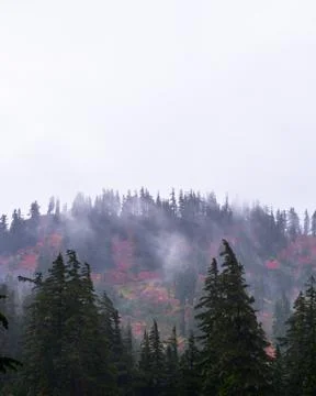 Misty mountain forest Stock Photos