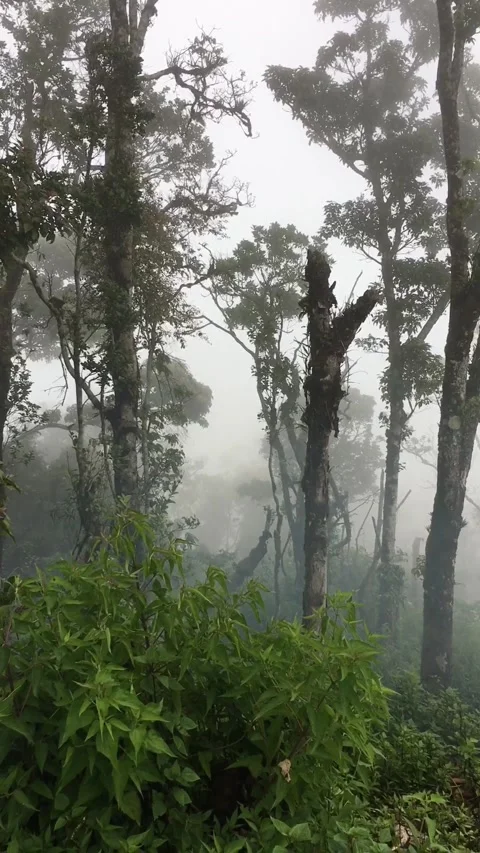 Misty Mountain Forest with Tall Trees and Lush Green Vegetation Видео 344686712