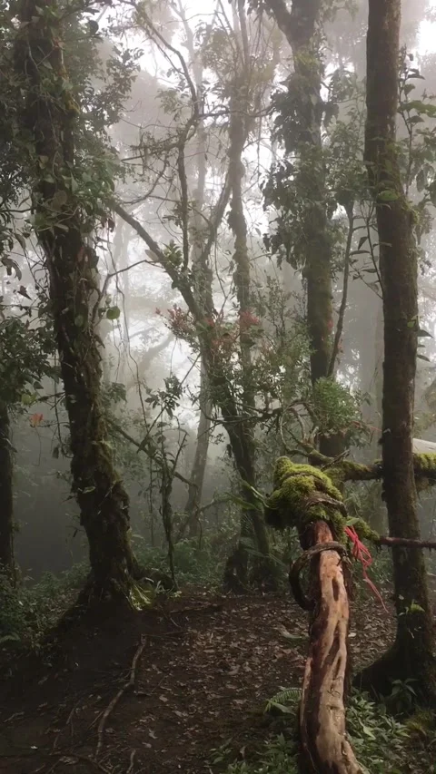 Misty Mountain Forest Trail Surrounded by Tall Trees and Lush Vegetation Stock-Footage 345163039