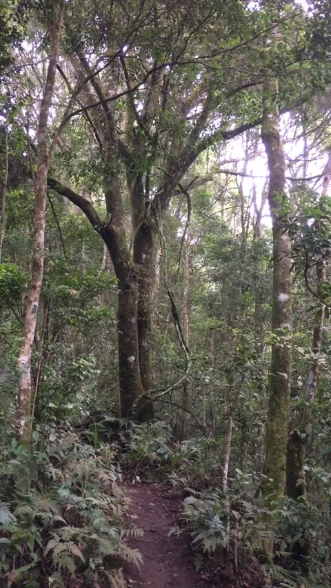 Misty Mountain Forest Trail Through Lush Green Vegetation Видео 344686662