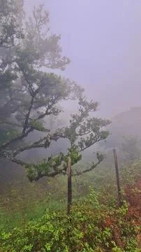 Misty Mountain Forest with Twisted Tree and Fence Stock Photos