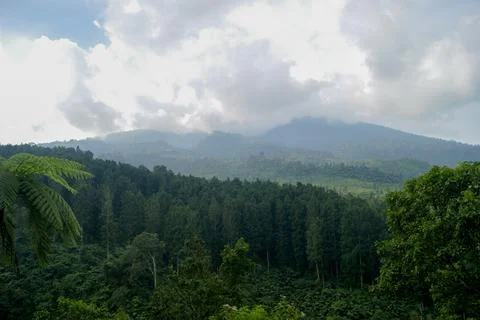 Misty Mountain Forest View Stock Photos