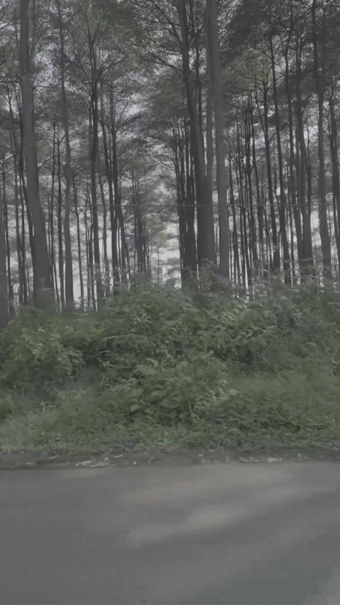 Misty Mountain Forest Walk Under Tall Trees Stock Footage 340883971