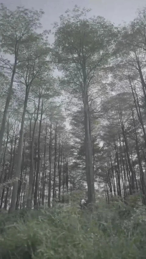 Misty Mountain Forest Walk Under Tall Trees Stock Footage 340884244