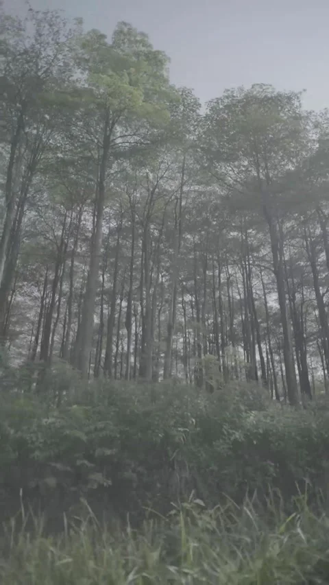Misty Mountain Forest Walk Under Tall Trees Stock Footage 340884253