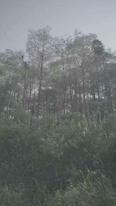 Misty Mountain Forest Walk Under Tall Trees Stock Footage 340884324
