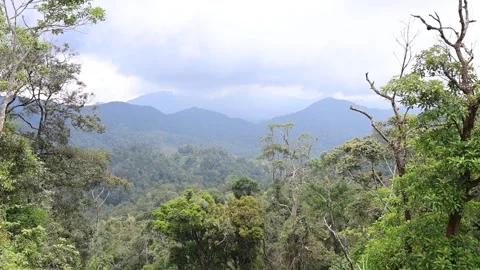 A misty mountain landscape, with a dense forest floor and a hazy horizon Stock Footage 310420945