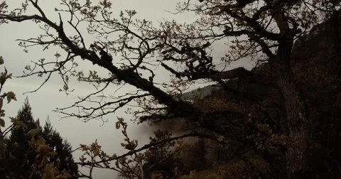 Misty mountain landscape, a tree in the foreground Stock Footage 53564192