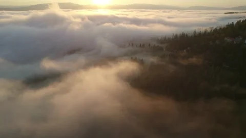 Misty mountain valley with pine forest at sunrise, morning fog in the mountains Stock Footage 162240008